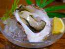 【岩牡蠣】夏の味覚・海のミルクと呼ばれるほど濃厚な岩牡蠣！