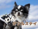 【わんダフルステイ】愛犬と泊まる城崎♪