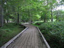 湯ノ湖畔の散策コースは遊歩道が整備されています。