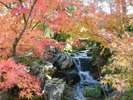 依水園の紅葉。日本の美を堪能できます。