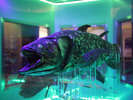 シーラカンス・ミュージアムとして人気の沼津港深海水族館。カップル・ファミリーで♪