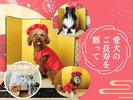 【わんこ長寿祝い】お祝いケーキ＆ギフトBOX特典つき
