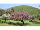 桜の里・大室山は一年中素晴らしい景色で癒されます！