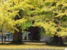 *【周辺の紅葉】鮮やかな紅葉が秋の風景を彩ります。木々の色づきの変化をお楽しみください。