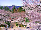 弥彦神社と桜の絶妙な美しい景色。(例年/4月中旬～5月上旬までが見頃)