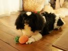 ペット（小型犬）と一緒に宿泊できます