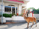 ・【外観】当施設の目の前を鹿さんがお散歩♪奈良ならではの光景です