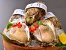鳥取ブランド【夏輝】天然の岩牡蠣は６月中旬～８月中旬までです。