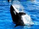 鴨川でシャチに会おう!