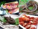【福井の地魚・厳選食材の一例】甘鯛・ハモ・オコゼ・ドッコ・連子鯛など
