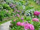 ６月の花アジサイ