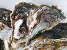 丹後の夏の味覚”岩牡蠣”／例