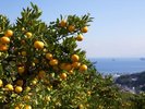 みかん狩り園には当館よりお車で10分海が広がる景色の中みかん狩りが楽しめます♪