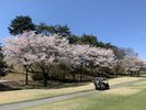 ゴルフ　桜