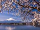 湖畔の４月、桜と富士山、わかさぎ釣れています。
