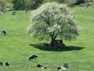 *八ヶ岳清里のシンボルツリー：ヤマナシの花は清里を代表する風景　例年見頃は5月中旬頃です。