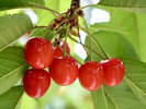 つるっつるの真っ赤な実♪果物の名産地甲州市で新鮮ジューシーな旬の味覚をどうぞ！