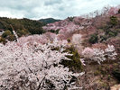 吉野山の桜