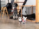 【原村CAFE】看板犬ちゃんがお出迎え