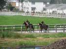 ファミリ－ロッジから見る競走馬の調教風景