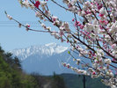 ・アルプス山脈を背景に咲き誇る桜の花