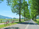 びわ湖１周サイクリング≪ビワイチ≫をお楽しみください♪新緑の『メタセコイア並木』