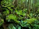 蓼科大滝遊歩道◆蓼科大滝遊歩道は苔の森に囲まれた自然豊かな観光スポットです
