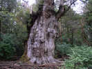 【縄文杉】樹齢7200年とも言われる大木。神秘的な生命力に感動をもらえます。