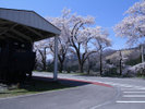 #春の柳津駅　青空に桜並木がとてもキレイです！見頃は４月中旬～下旬。