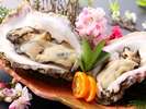 希少な「天領岩牡蠣」は夏が旬の生食用。大ぶりで味も濃厚！