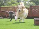 【dog　park　紺碧】ふかふかの人工芝は優しい踏み心地で元気に遊ぶわんちゃんの足元をサポートします