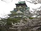 ◇　春の大阪城　◇　　桜の名所です♪