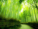 万緑に包まれて　嵐山の竹林