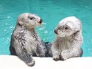 国内で唯一【ラッコ】【ジュゴン】に会える鳥羽水族館！