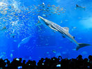 画像提供　国営沖縄記念公園（海洋博公園）：沖縄美ら海水族館