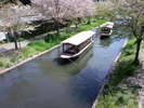 京都の春の様子