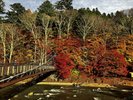 紅葉絶景スポット！紅の吊り橋