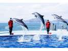 四国水族館の海豚のショーも人気♪