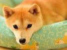 わんちゃん連れの旅行にもおすすめです