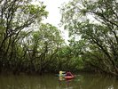 奄美の原生林・マングローブ林をカヌーで楽しもう♪