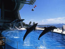 博多湾をバックに舞い飛ぶイルカ達のショーは必見です！