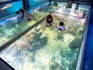 みて・ふれて・楽しく学べる！「越前松島水族館」