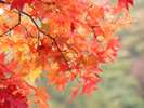 色鮮やかな紅葉