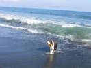 *ペットと宿泊ＯＫ／平塚海岸で気持ちよく水浴び♪いつもと違うお散歩にワンちゃんも興奮！