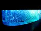 【マリンパークニクス】新目玉！10,000匹のイワシとサメのコラボ水槽。その名も「銀河水槽」