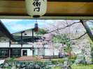 春はシンボルツリーの枝垂れ桜が綺麗です