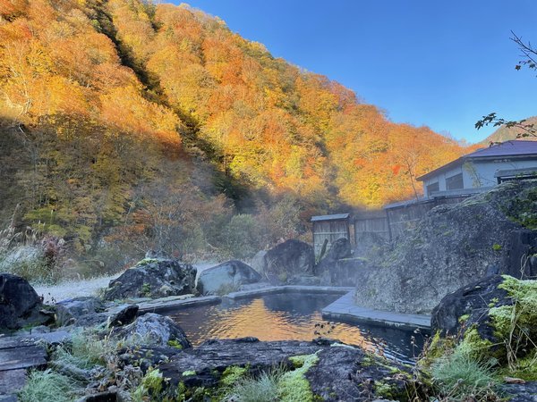 黄金にもえるような、美しい紅葉の中で露天風呂。ただただ最高！