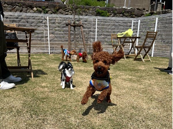 Pet Resort Villa mouの写真その2