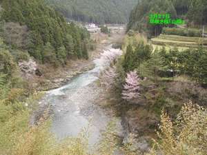 清流日高川に山桜