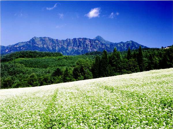 青空の下まっ白な花が一面に咲き誇るそば畑